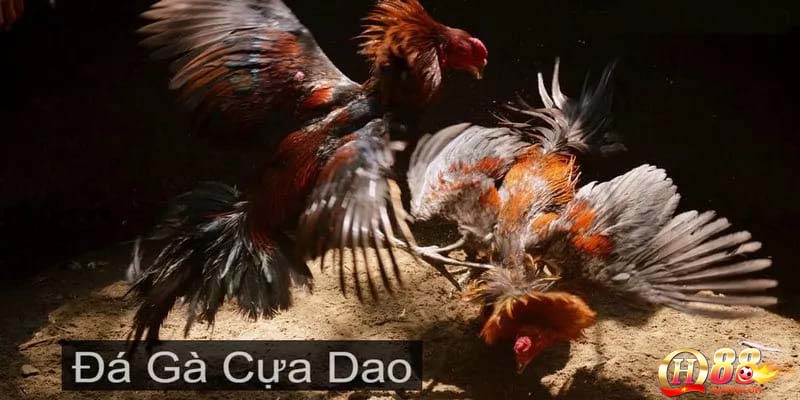 Kinh nghiệm để chơi đá gà cựa dao hiệu quả