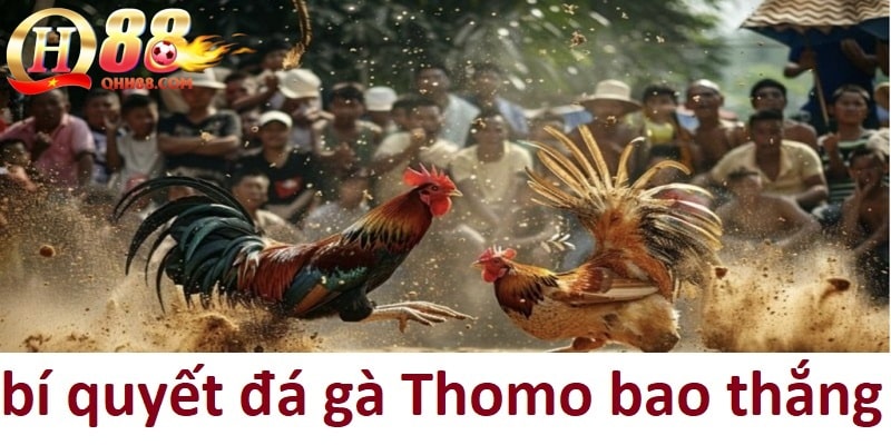 Bí quyết thắng lớn trong trò chơi đá gà thomo