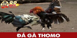 đá gà thomo qh88